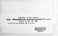 Phacidium laurocerasi image